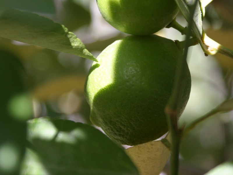 fresh-limes.jpg