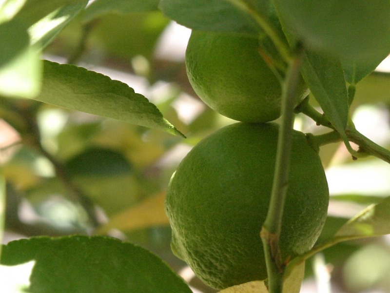 fresh-limes2.jpg