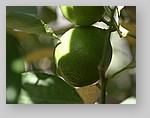 fresh-limes.jpg