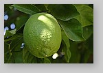 unripe-lemon.jpg