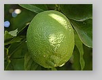 unripe-lemon2.jpg