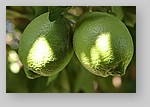 unripe-lemon4.jpg