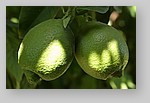 unripe-lemon5.jpg