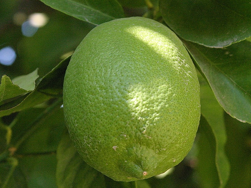 unripe-lemon2.jpg