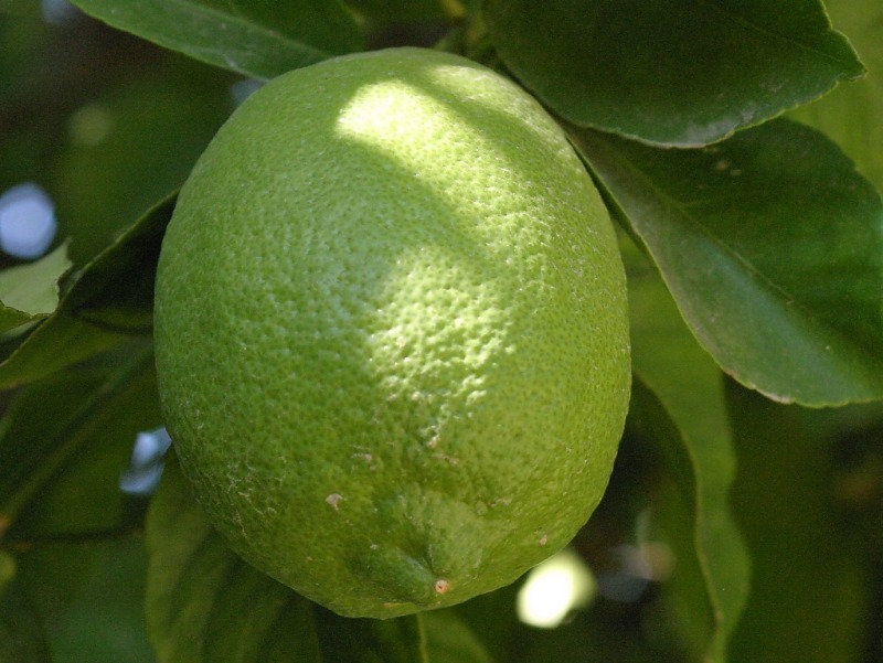 unripe-lemon3.jpg