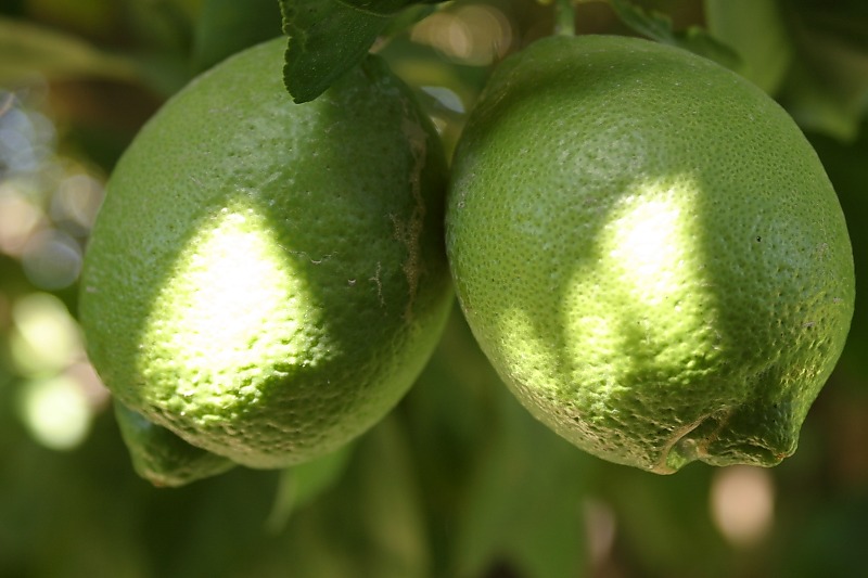 unripe-lemon4.jpg