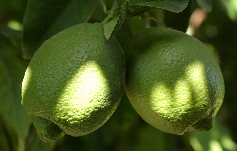 unripe-lemon5.jpg