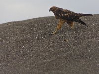 galapagos revisited part 5