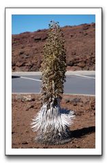 Haleakala-Volcano-Maui-131