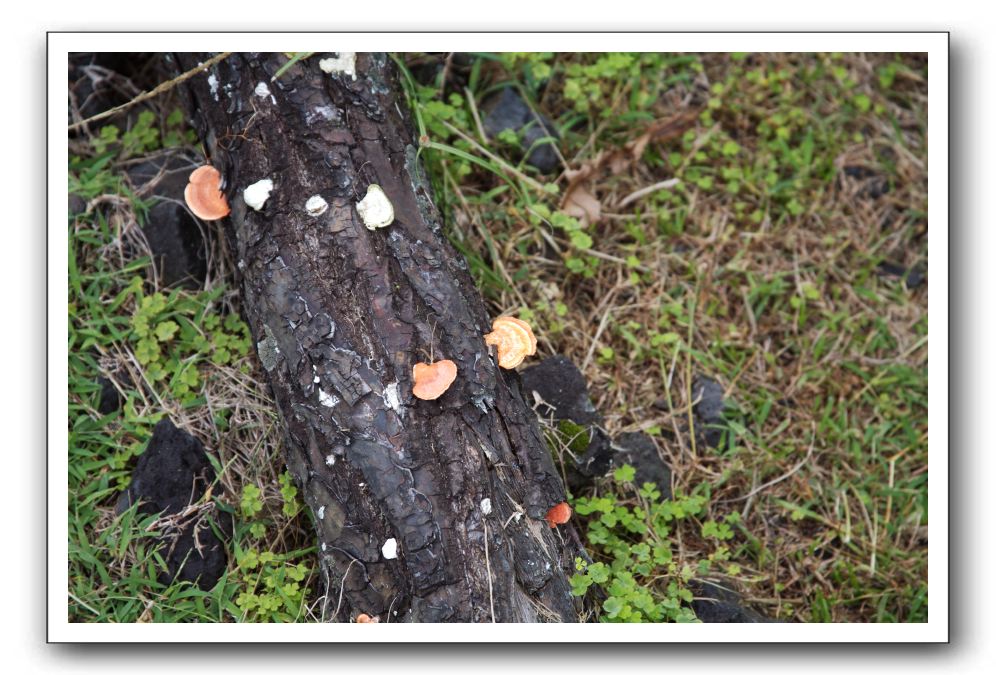 Hana-Highway-Waianapanapa-State-Park-293