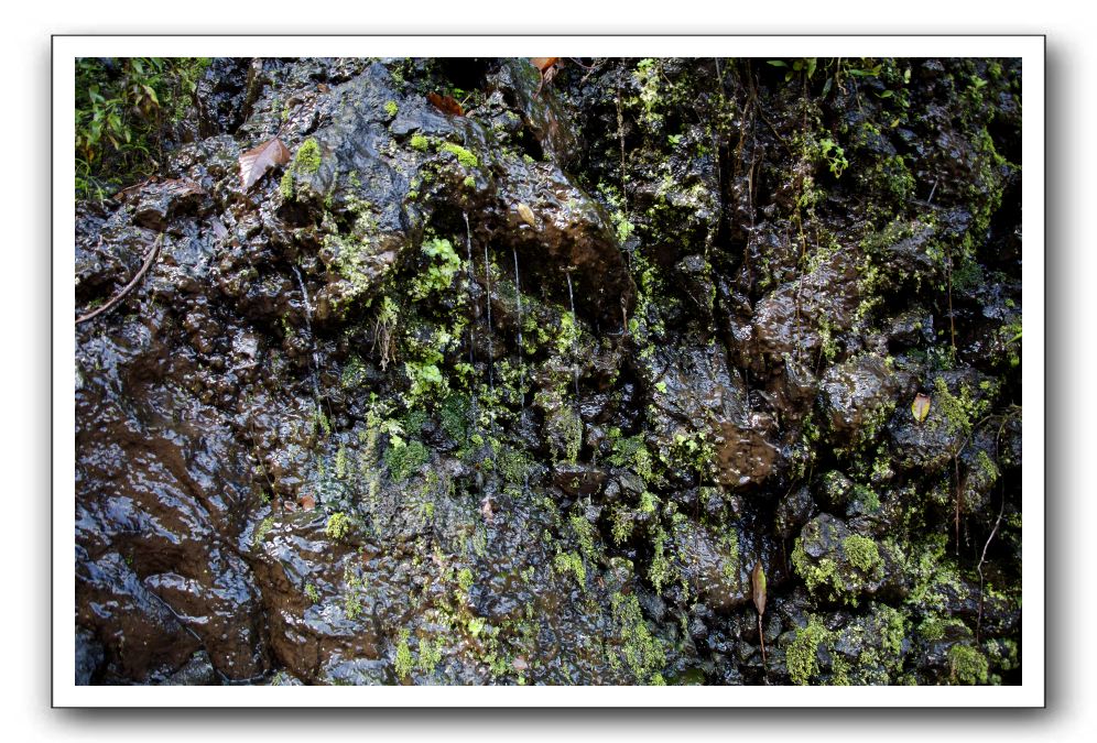 Hana-Highway-Waianapanapa-State-Park-326