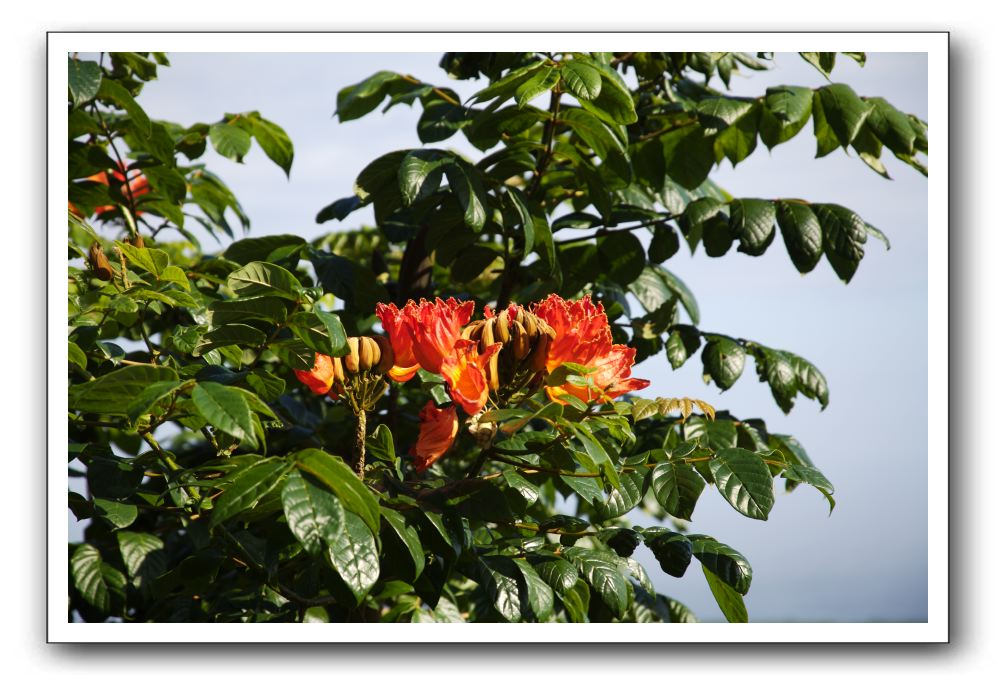 Hana-Highway-Waianapanapa-State-Park-085