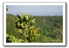 Hana-Highway-Waianapanapa-State-Park-073