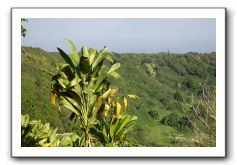 Hana-Highway-Waianapanapa-State-Park-074