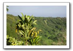 Hana-Highway-Waianapanapa-State-Park-075