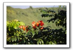 Hana-Highway-Waianapanapa-State-Park-084