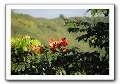 Hana-Highway-Waianapanapa-State-Park-090