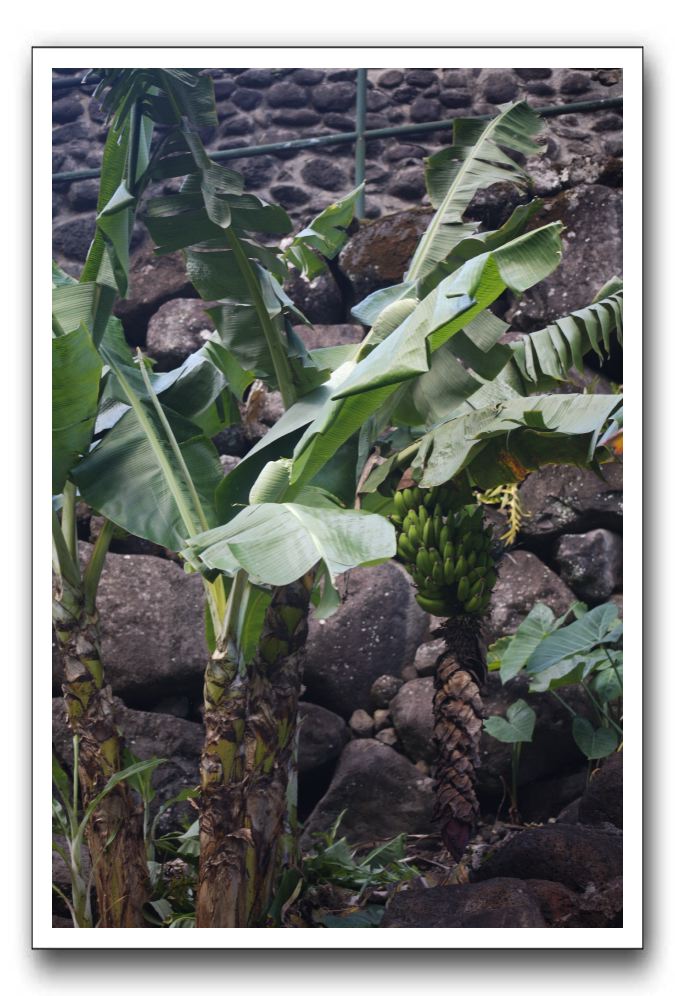 Iao-Needle-Iao-Valley-State-Park-Maui-129