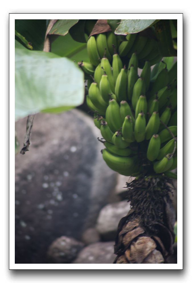 Iao-Needle-Iao-Valley-State-Park-Maui-130