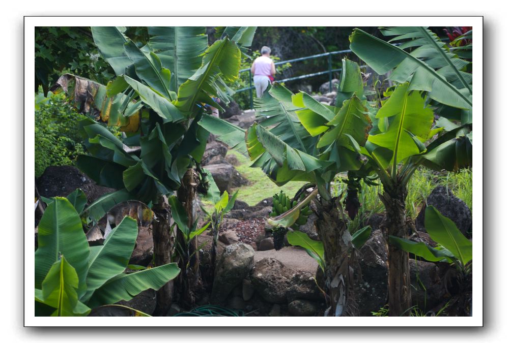 Iao-Needle-Iao-Valley-State-Park-Maui-133