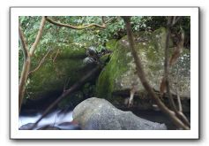 Iao-Needle-Iao-Valley-State-Park-Maui-093