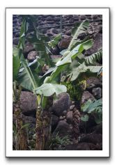 Iao-Needle-Iao-Valley-State-Park-Maui-129