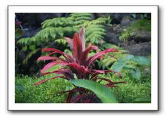 Iao-Needle-Iao-Valley-State-Park-Maui-131