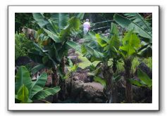 Iao-Needle-Iao-Valley-State-Park-Maui-133