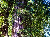 Oregon-Coast-and-Redwoods-022