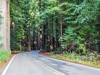 Oregon-Coast-and-Redwoods-023