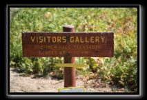 Palomar Observatory and Mountain Views 044