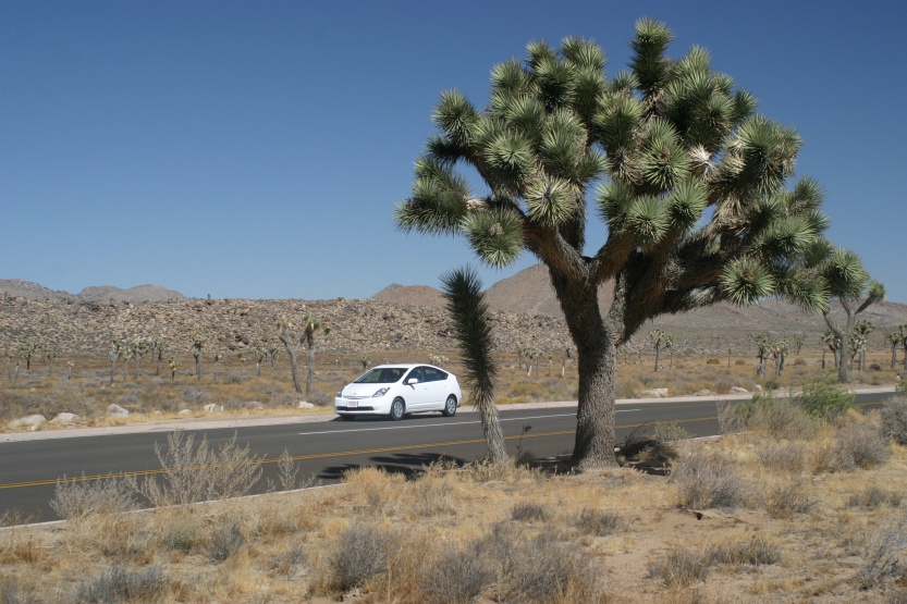 Prius-Joshua-Tree-0359.JPG