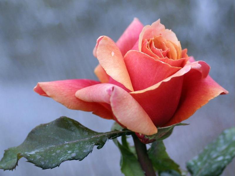 Rose-December-01.jpg