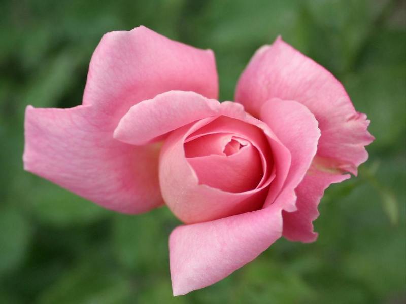 Rose-December-02.jpg