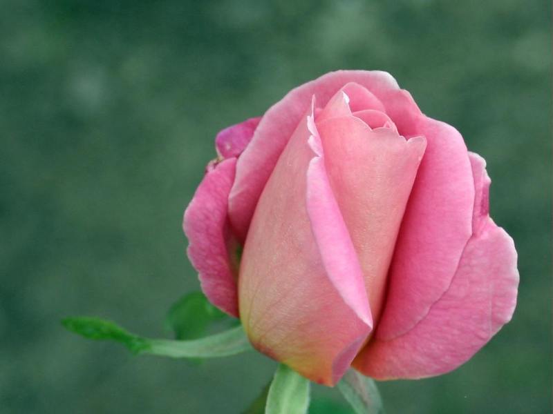 Rose-December-03.jpg