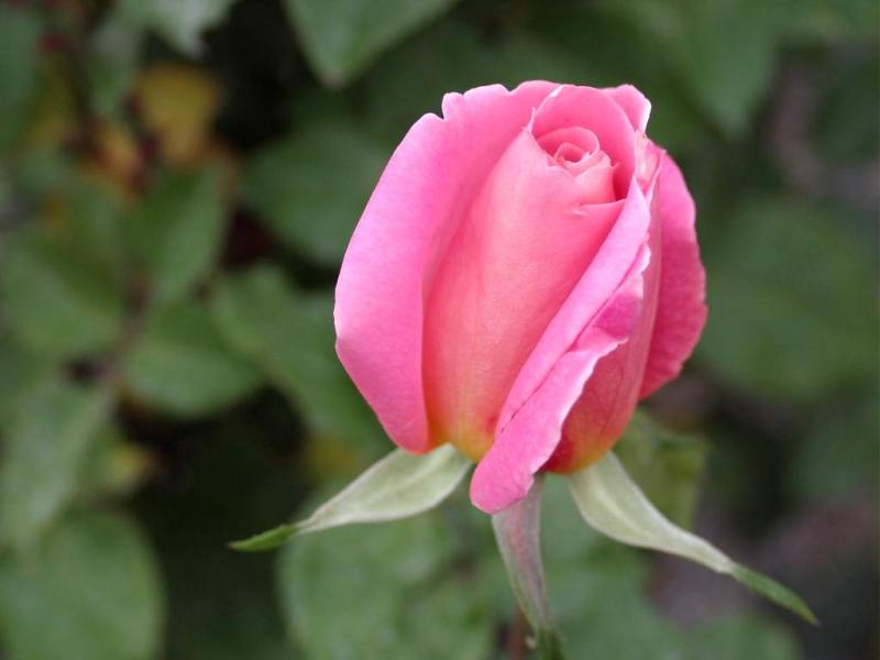 Rose-December-04.jpg