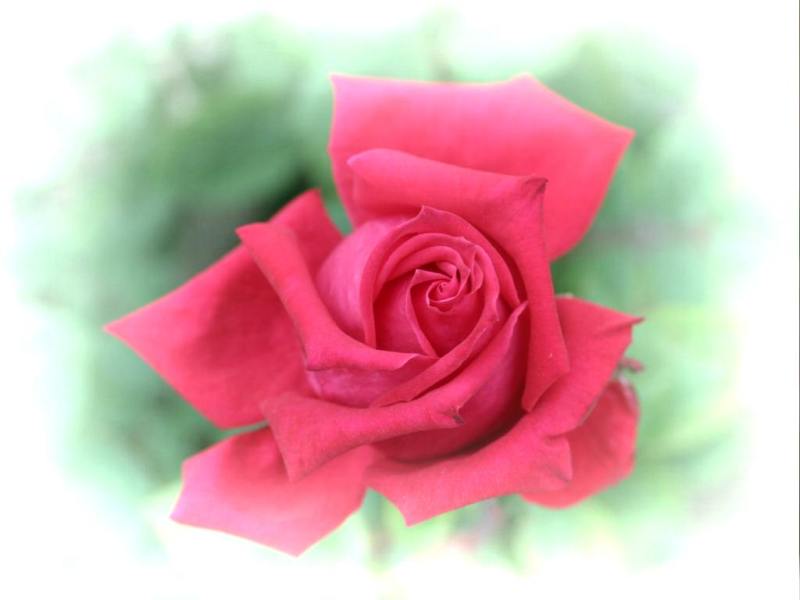 Rose-December-05.jpg