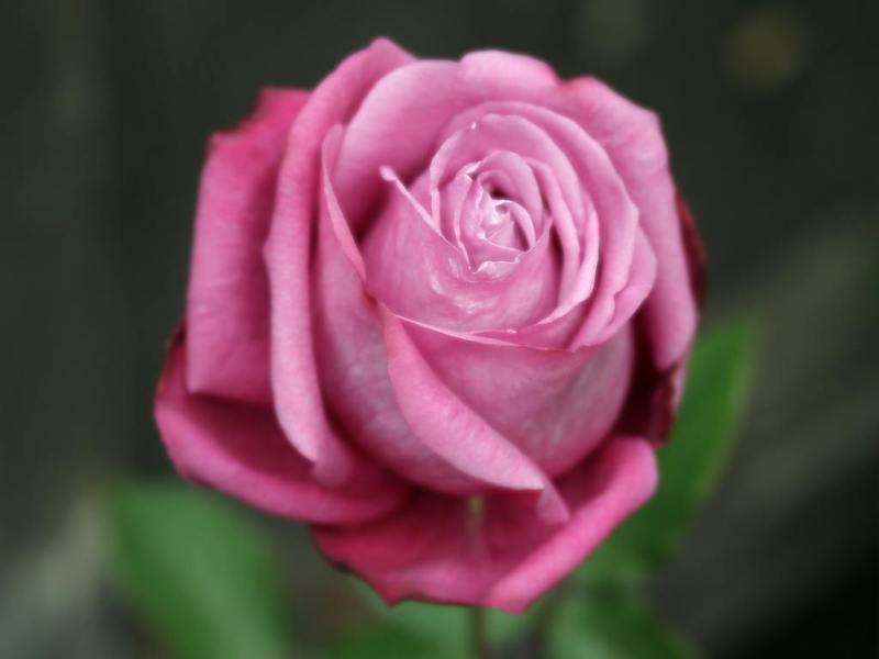 Rose-December-06.jpg