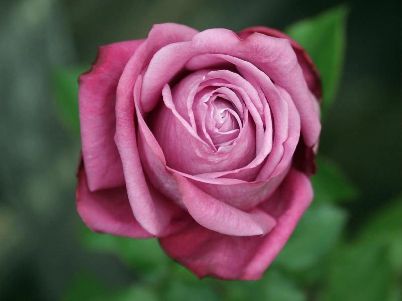 Rose-December-07.jpg