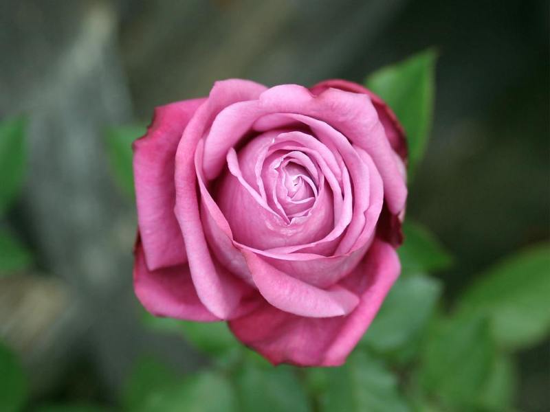 Rose-December-08.jpg