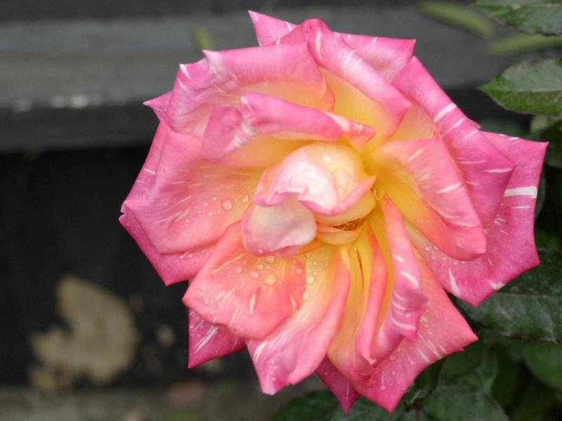 Rose-December-13.jpg