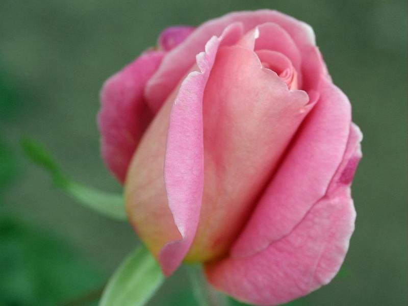 Rose-December-15.jpg