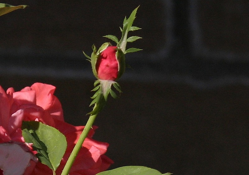 red-rose-bud.jpg