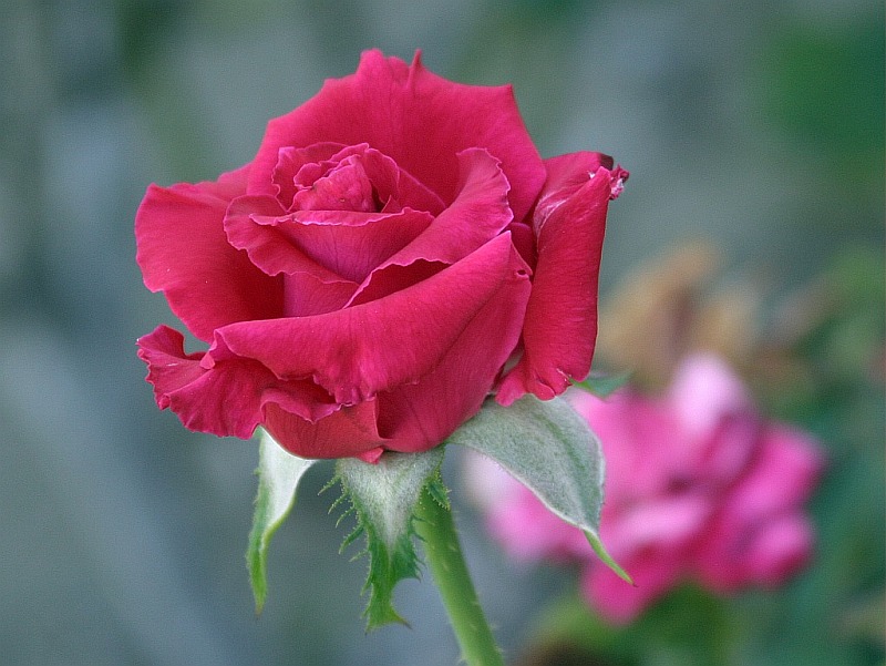 red-rose1.jpg