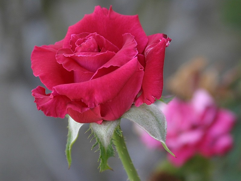 red-rose2.jpg