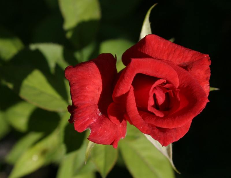 red-rose3.jpg