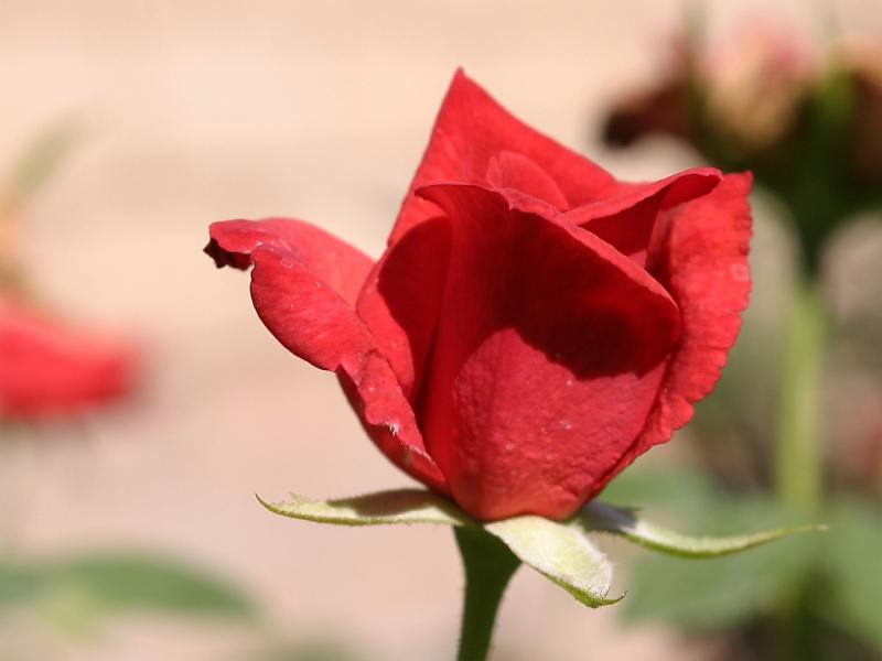 red-rose4.jpg