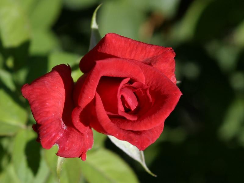 red-rose5.jpg