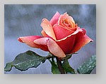 Rose-December-01.jpg