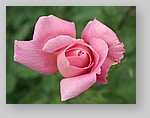 Rose-December-02.jpg